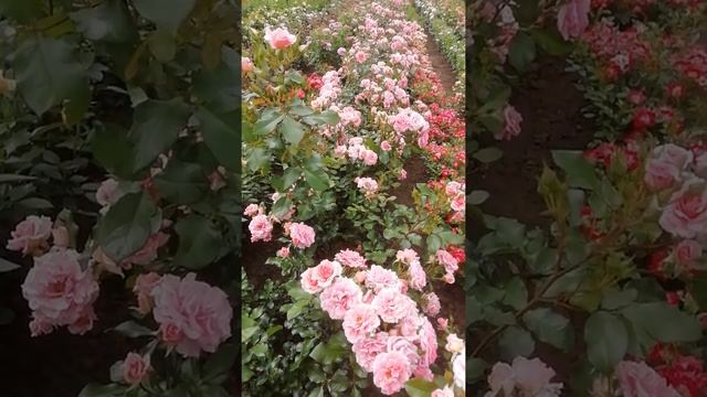 Дрим Вивер, плетистая роза ? смотреть онлайн