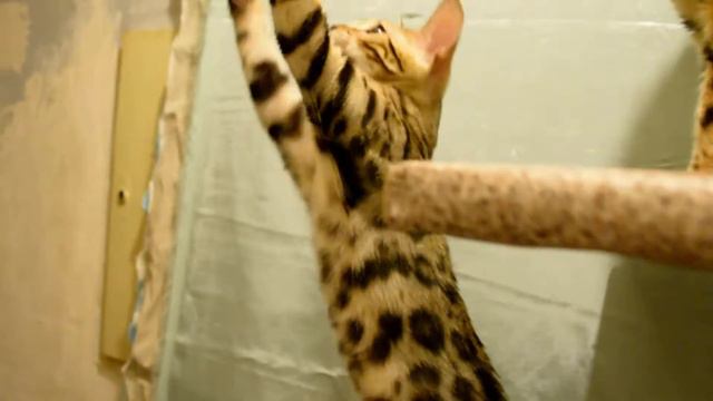 бенгальские котята смотреть онлайн