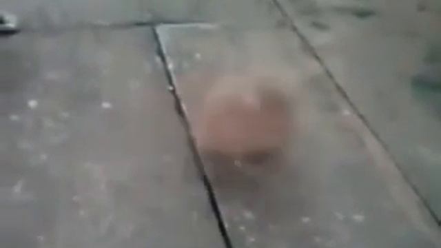 Заводная собака. смотреть онлайн