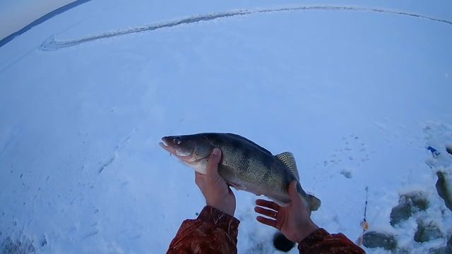 Зимняя рыбалка берша, судака на тюльку на Волге. Берш - гигант. смотреть онлайн