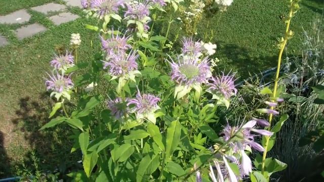 Обзор сада в середине июля!  Хосты, кровохлебки, монарда, синеголовники и мордовники и др.