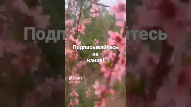 ? Обильный цвет персика в моем саду! смотреть онлайн