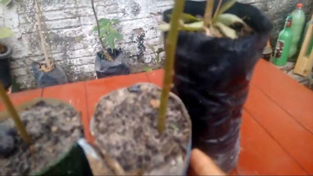 PAINEIRA | 2 meses pós germinação смотреть онлайн