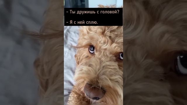 "Мальчик поплыл, мальчик попал" #мемы #психология #психологияотношений #хиты #лабрадудль смотреть онлайн