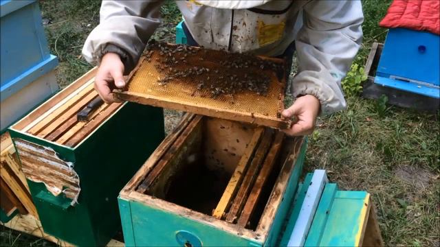 Семья разроилась.Спасаем семью роем.Рой пчел из ловушки в улей.Объединение пчел.Река из пчел смотреть онлайн