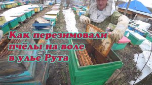РАЗБОР УЛЬЯ РУТА С ПЧЕЛОСЕМЬЁЙ ПОСЛЕ ЗИМОВКИ НА ВОЛЕ, ПЕРЕГОНЯЕМ В ЧИСТЫЙ УЛЕЙ.
