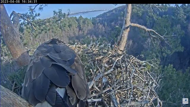 WTE in Tatarstan Кама ухаживает за чашей гнезда и яйцом в чаше 08 04 2023 смотреть онлайн