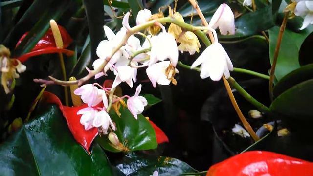 Футаж для видео монтажа Цветы 07 смотреть онлайн