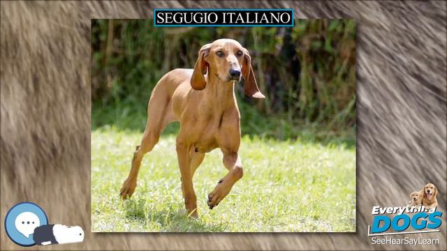 Segugio Italiano 🐶🐾 Everything Dog Breeds 🐾🐶 смотреть онлайн