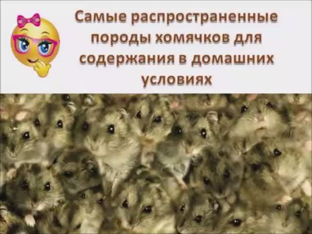Самые распространенные породы хомяком для содержания в домашних условиях. смотреть онлайн