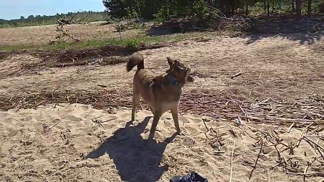Берег Финского залива. скотики развлекаются смотреть онлайн
