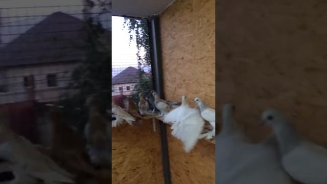 Голуби Эльдара Алматы.Тасманы , бусые жуки желтые , челкари смотреть онлайн