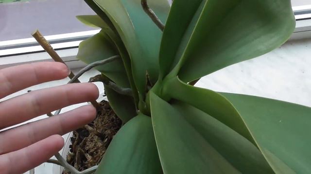 Подарок.Sedirea Japonica Minmaru. Орхидея Masdevallia Ignea Орхидейные новости июнь