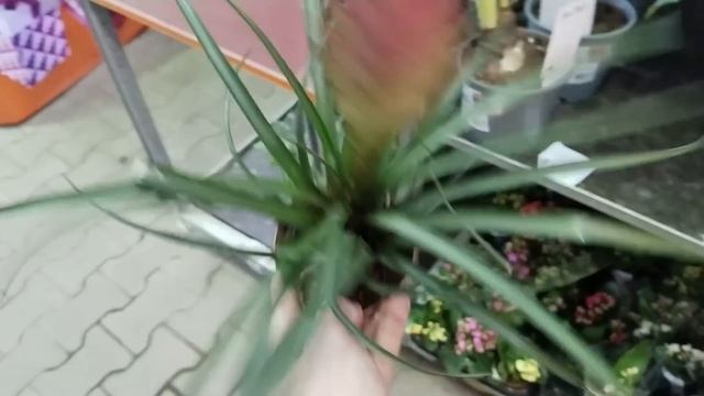 ?❤Уценка Цветов в Оби??? смотреть онлайн