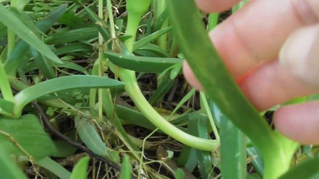 Gorgeous Pigface Bush Tucker (Carpobrotus Glaucescens) ??