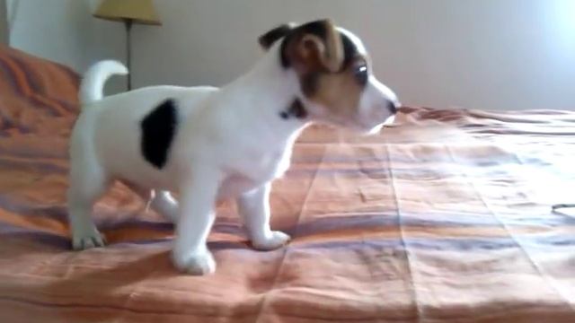 Jack Russel puppy, 49 days old смотреть онлайн