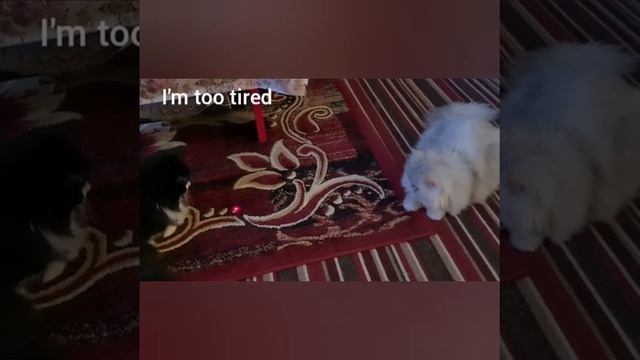 Persian cats - laser game смотреть онлайн