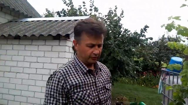 Сорт винограда Талисман (Кеша-1). смотреть онлайн