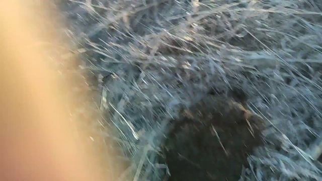 Первый коп 2022г.Лучшее моё открытие сезона!Скифский наконечник+монеты в идеальном сохране!