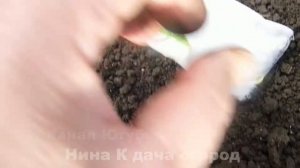 Как вырастить кукурузу на огороде. Выращивание кукурузы в Сибири. Посадка кукурузы на рассаду.