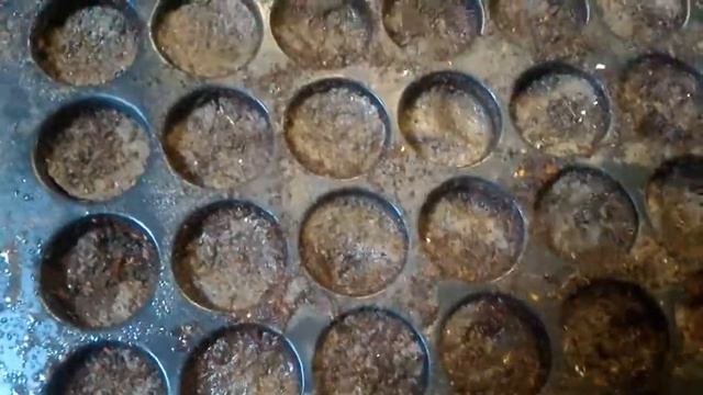 #Cineraria Gazania Portulaca Gazania  Larkspur Mix Hybrid Seeds Germination And Propagation