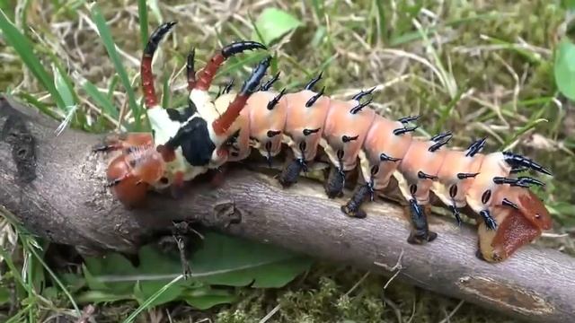 На видео рогатый дьявол — личинка обитающая на деревьях Гикори. смотреть онлайн