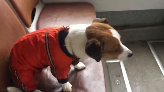 Собака в автобусе смотреть онлайн