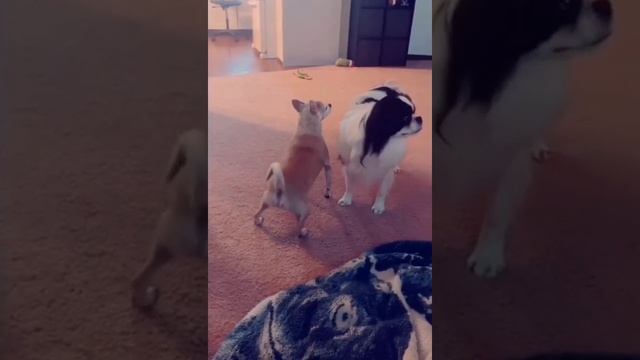 Best Funny Video Ever...