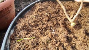 Обрезка  метельчатой гортензии второго года жизни ???