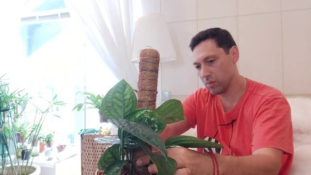 Эпипренум Марбл Планет