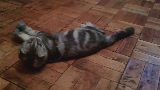Мой котик смотреть онлайн