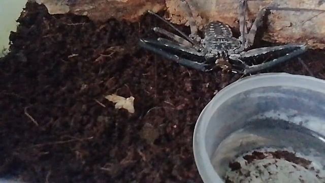 Слабонервным не смотреть! фрин ест таракана смотреть онлайн