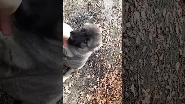 Щенки сао казахстан тараз смотреть онлайн