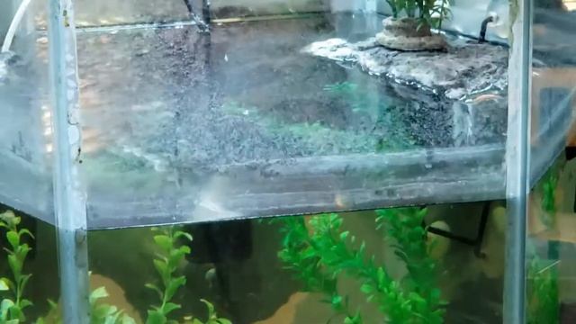 Mbuna Cichlid Introduction - Demasoni & Bumblebee Cichlids смотреть онлайн