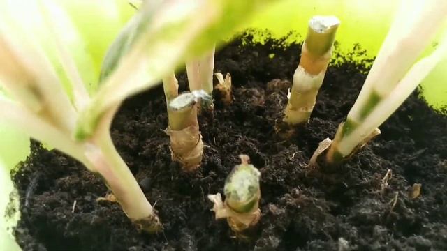 Как омолодить Аглаонему. Размножение Аглаонемы