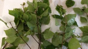 Как приготовить масло березы в домашних условиях