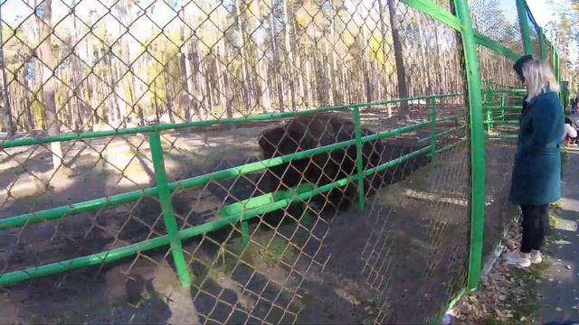 Развлечение! Орловское Полесье)) смотреть онлайн