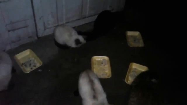 Кормление уличных сиамских кошек. смотреть онлайн