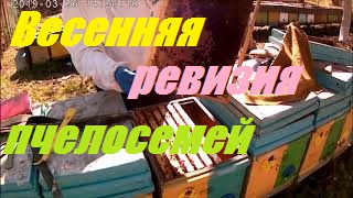 Пасека перезимовала 100%.Первый весенний осмотр пчелосемей 2021 года.Кочевая пасека. смотреть онлайн