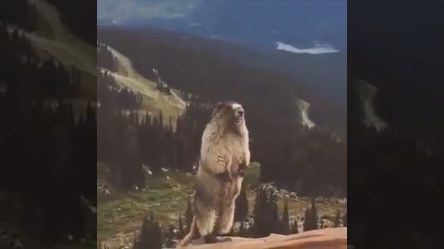 Бобер орет :-) смотреть онлайн
