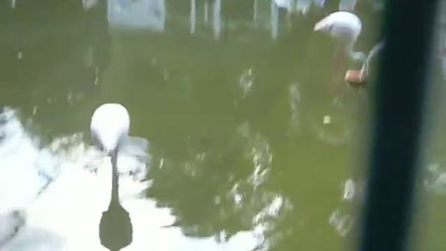 Фламинго стоящий на одной ноге)) смотреть онлайн