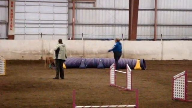 AKC Mt. Hood Doberman Pinscher Club 11/14/09 смотреть онлайн