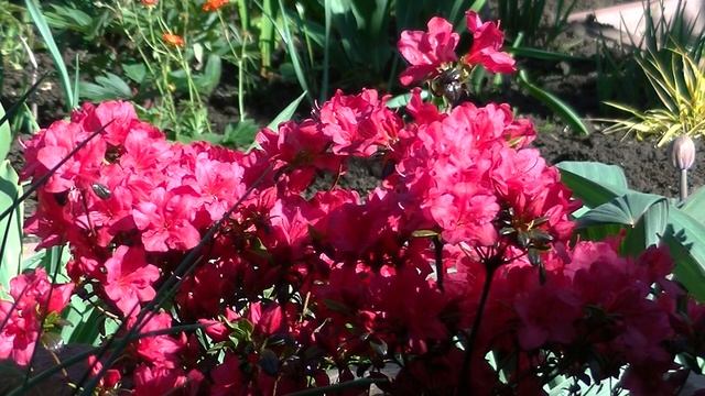 Azalia japońska Maruschka смотреть онлайн