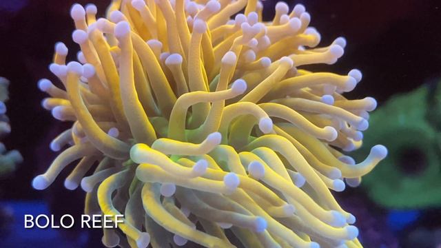 Bolo Reef 📹 Radion XR15 G5 Pro Light