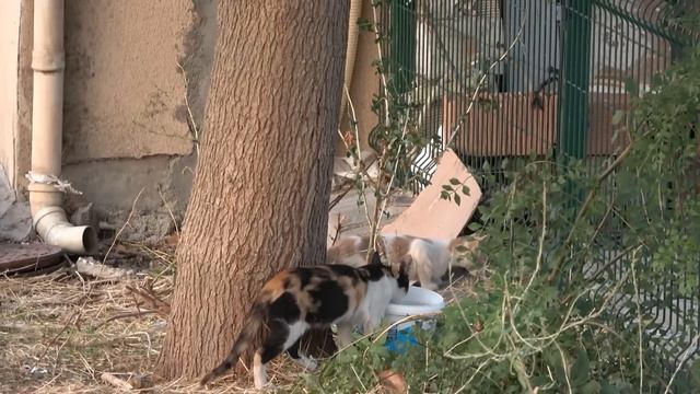 Özür Dilerim смотреть онлайн