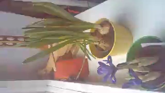 Blumen Zeitraffer смотреть онлайн