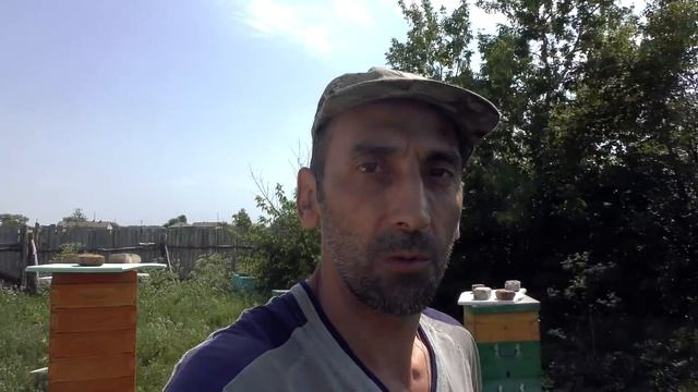 Что такое ГЛАВНЫЙ ВЗЯТОК В ПЧЕЛОВОДСТВЕ. Растения МЕДОНОСЫ. МЁД РАЗНОТРАВЬЕ смотреть онлайн