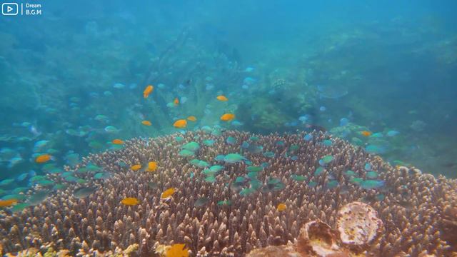 [NEW] 11HR Stunning 4K Underwater footage - Rare & Colorful Sea Life Video-Relaxing Sleep Music #72 смотреть онлайн