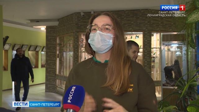 В Ленинградском зоопарке бородатые агамы стали родителями восьмерых детенышей смотреть онлайн