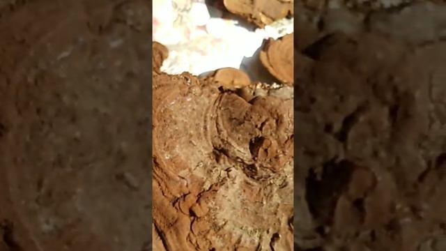 ТРУТОВИК ПЛОСКИЙ.Ganoderma APPLANATUM. смотреть онлайн